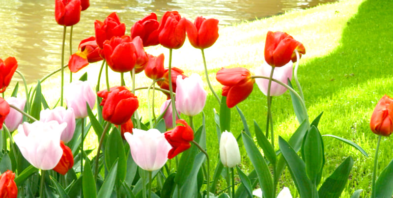 チューリップの球根を植えるプロジェクト